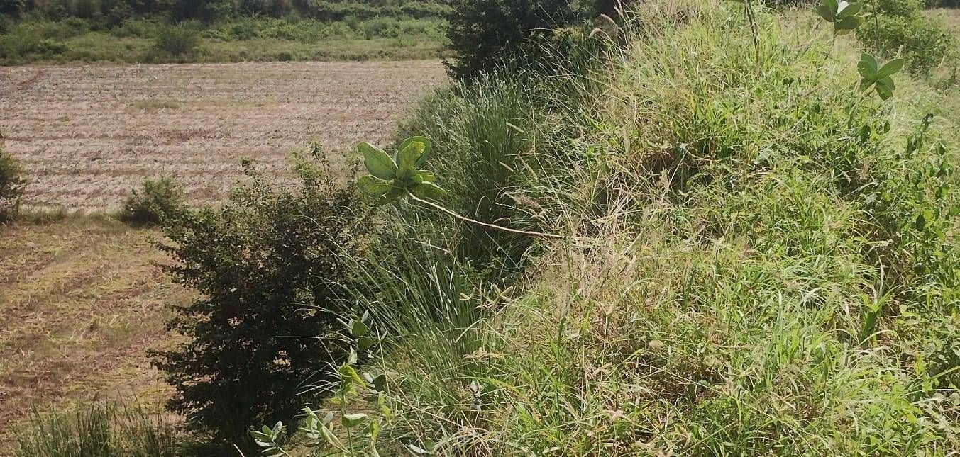 Chormar Khera, Sirsa, Haryana 125077, India