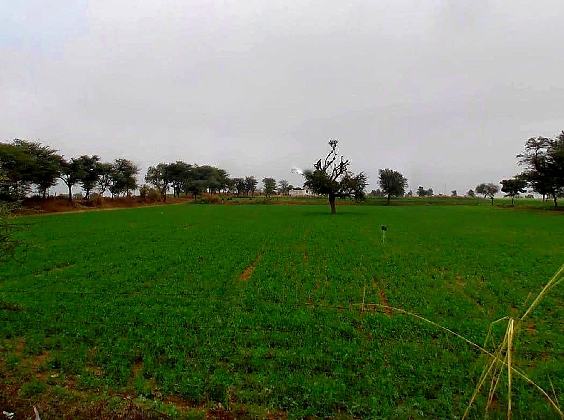 XF38+FWP, Kalakh, Rajasthan 303124, India