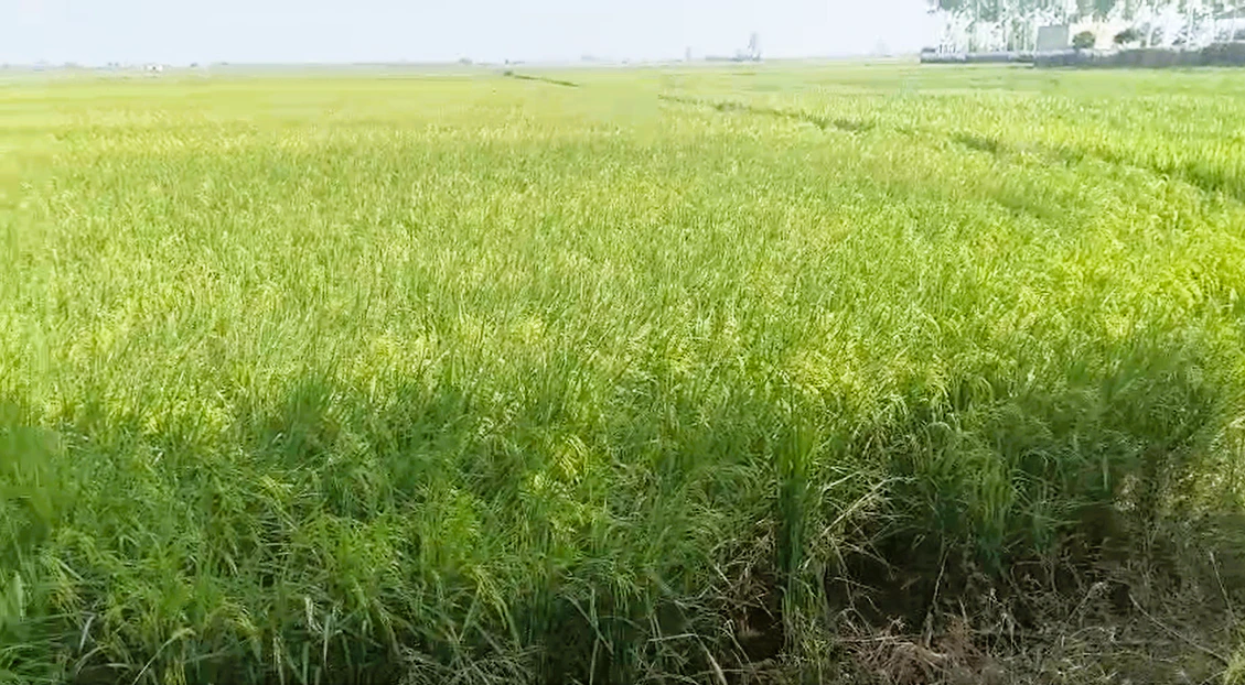 Patwapur, Rohtak, Haryana 124411, India