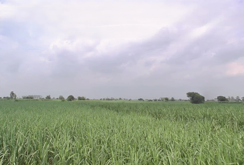 Budhana, Uttar Pradesh 251309, India