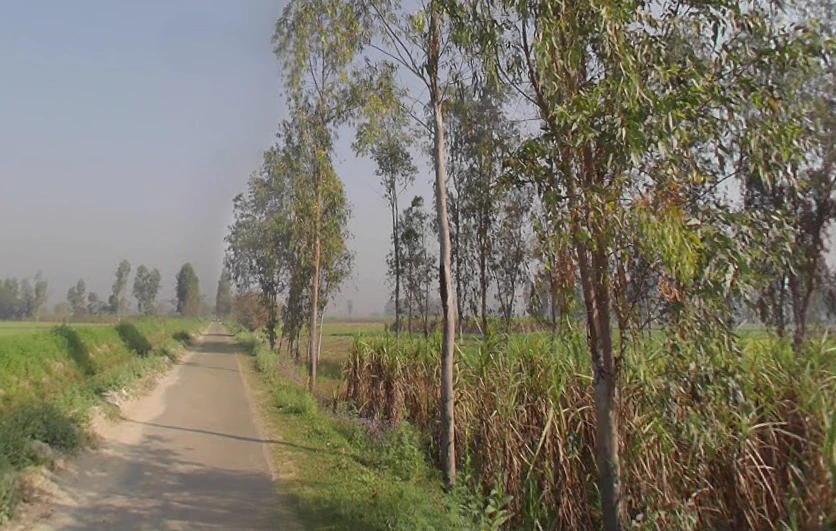 Mawana, Uttar Pradesh, India