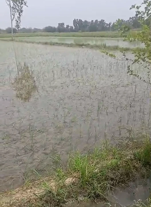 Pahasu, Bulandshahr, Uttar Pradesh 203396, India
