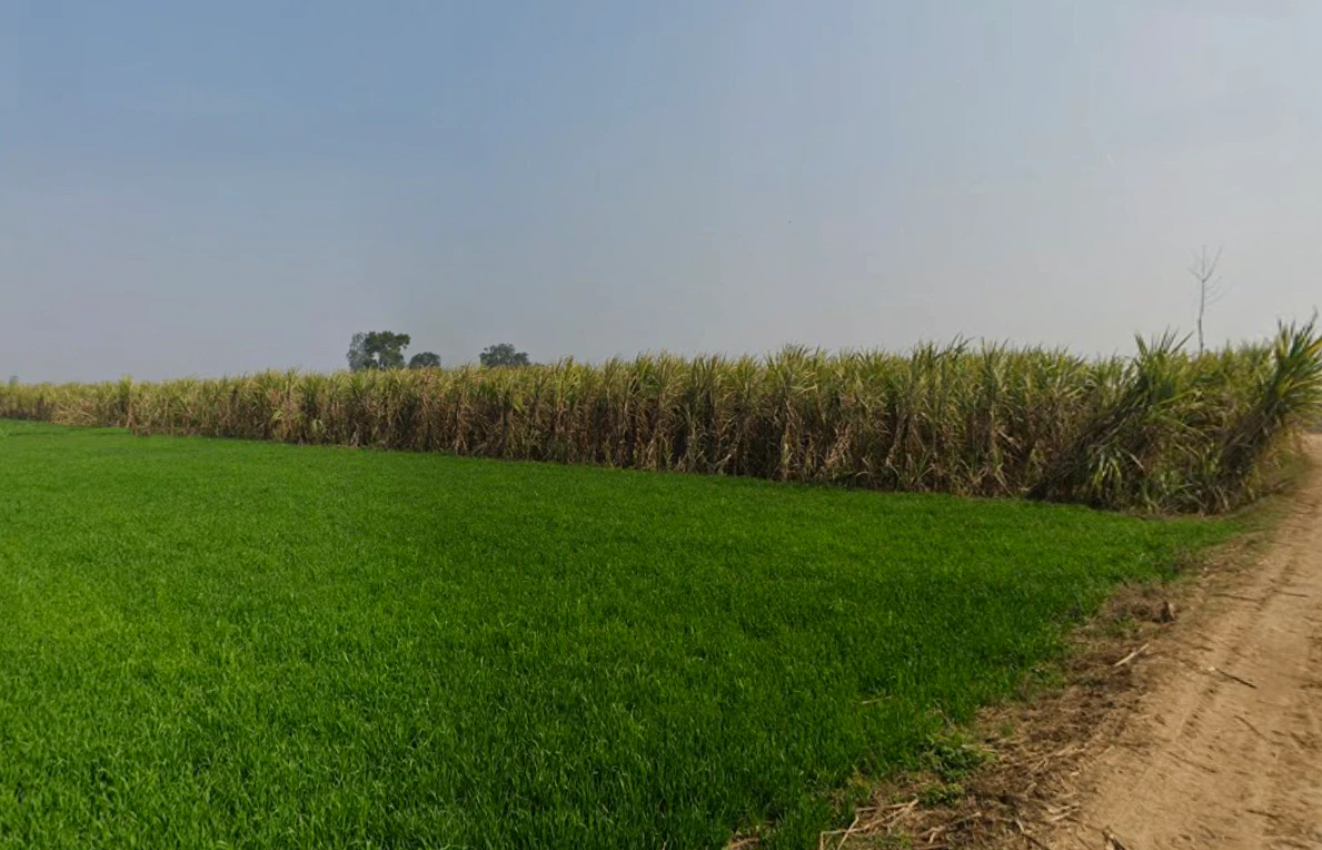 Baghonwali, Uttar Pradesh 251002, India