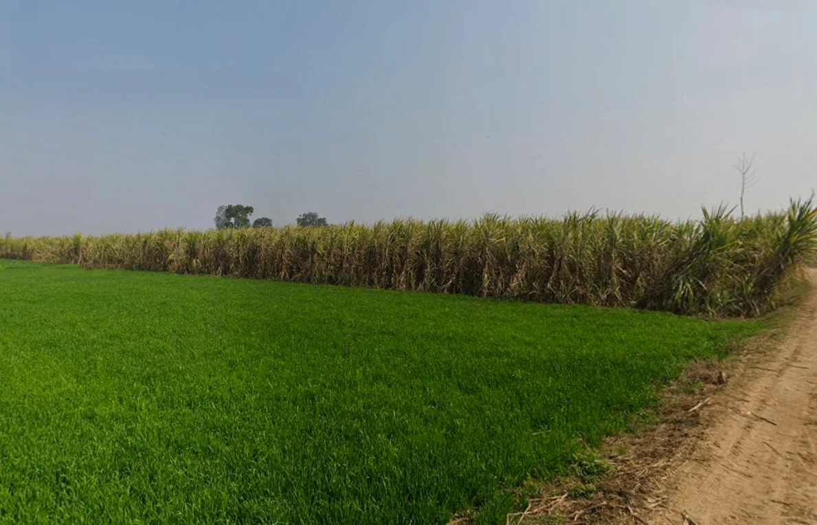 Baghonwali, Uttar Pradesh 251002, India preview 3