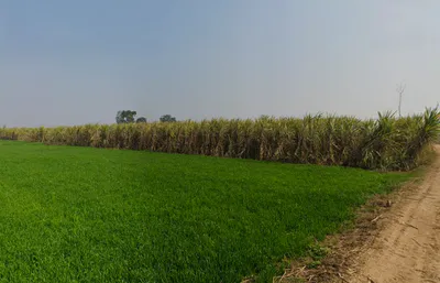 Baghonwali, Uttar Pradesh 251002, India preview 3