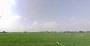 Garhi Bhalaur, Haryana, India preview 2