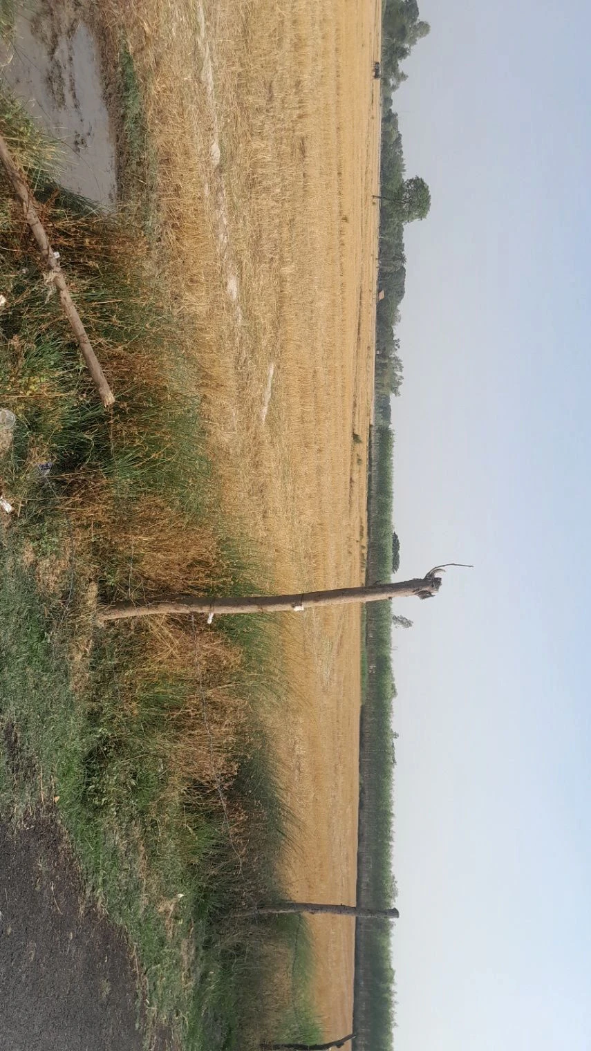 P595+VJ Khanpur Masodha, Uttar Pradesh, India