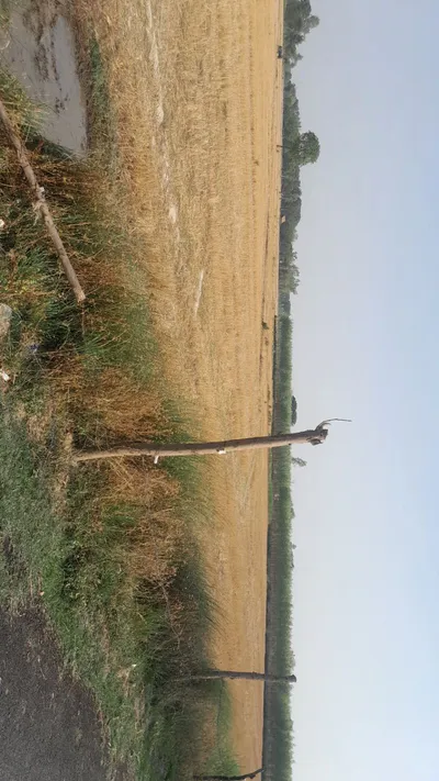 P595+VJ Khanpur Masodha, Uttar Pradesh, India preview 2