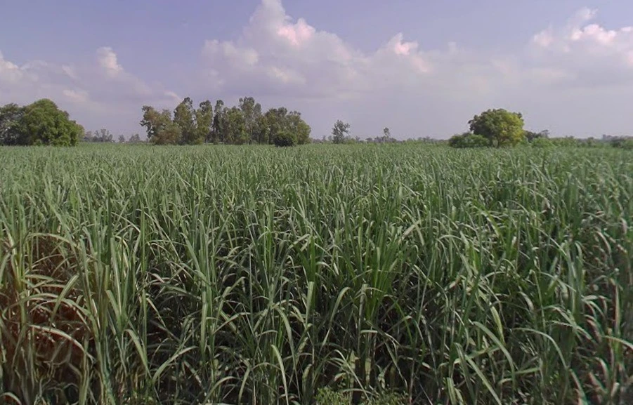 Jansath, Uttar Pradesh 251314, India