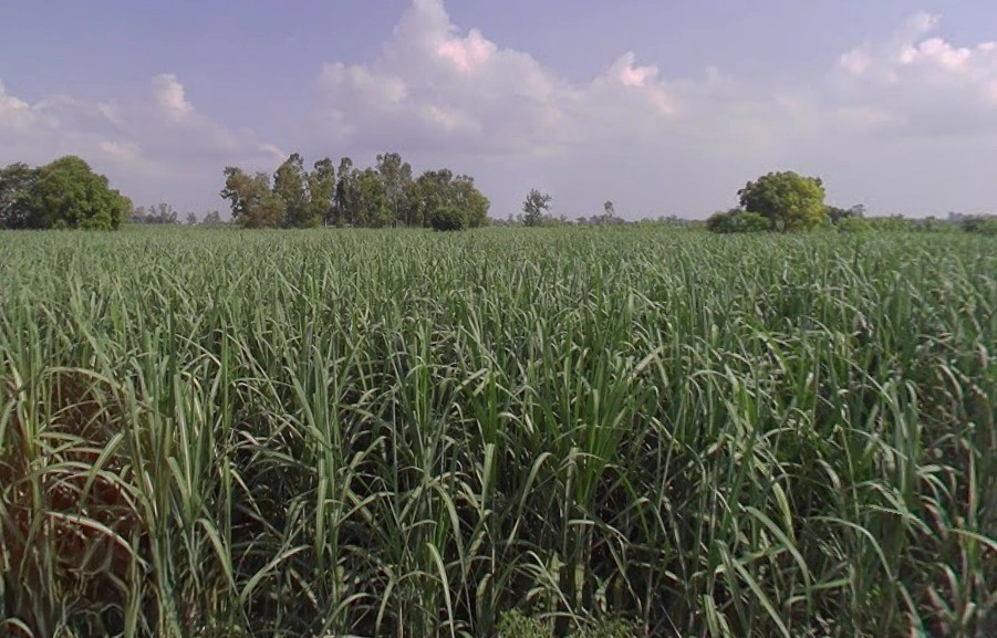 Jansath, Uttar Pradesh 251314, India