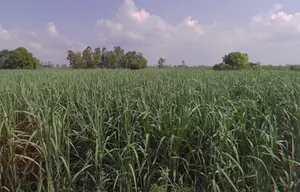 Jansath, Uttar Pradesh 251314, India preview 3