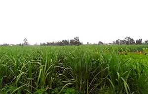 Laksar, Uttarakhand 247663, India preview 2