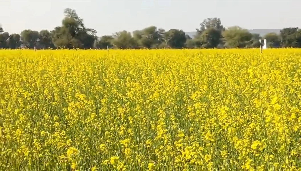 Dhol Khera, Rajasthan 321613, India