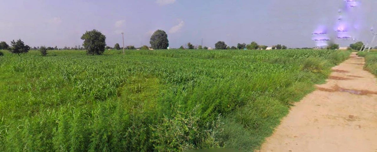 Jhajjar, Haryana 124103, India