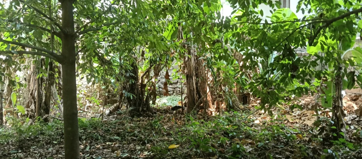 M9R2+HVJ, Meppadam, Chelakkara, Kerala 680586, India