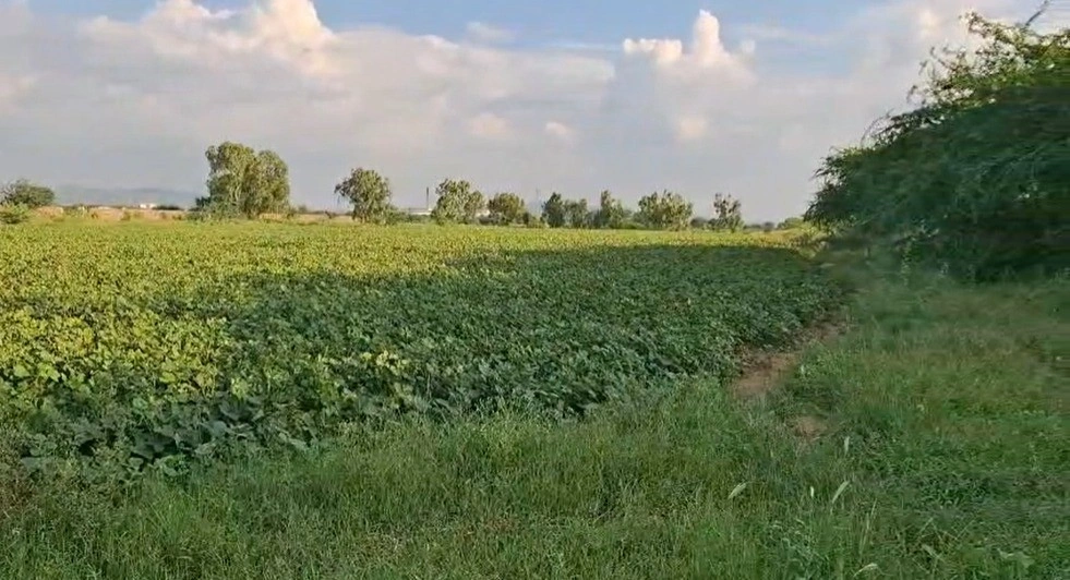 Muhami, Rajasthan 305023, India