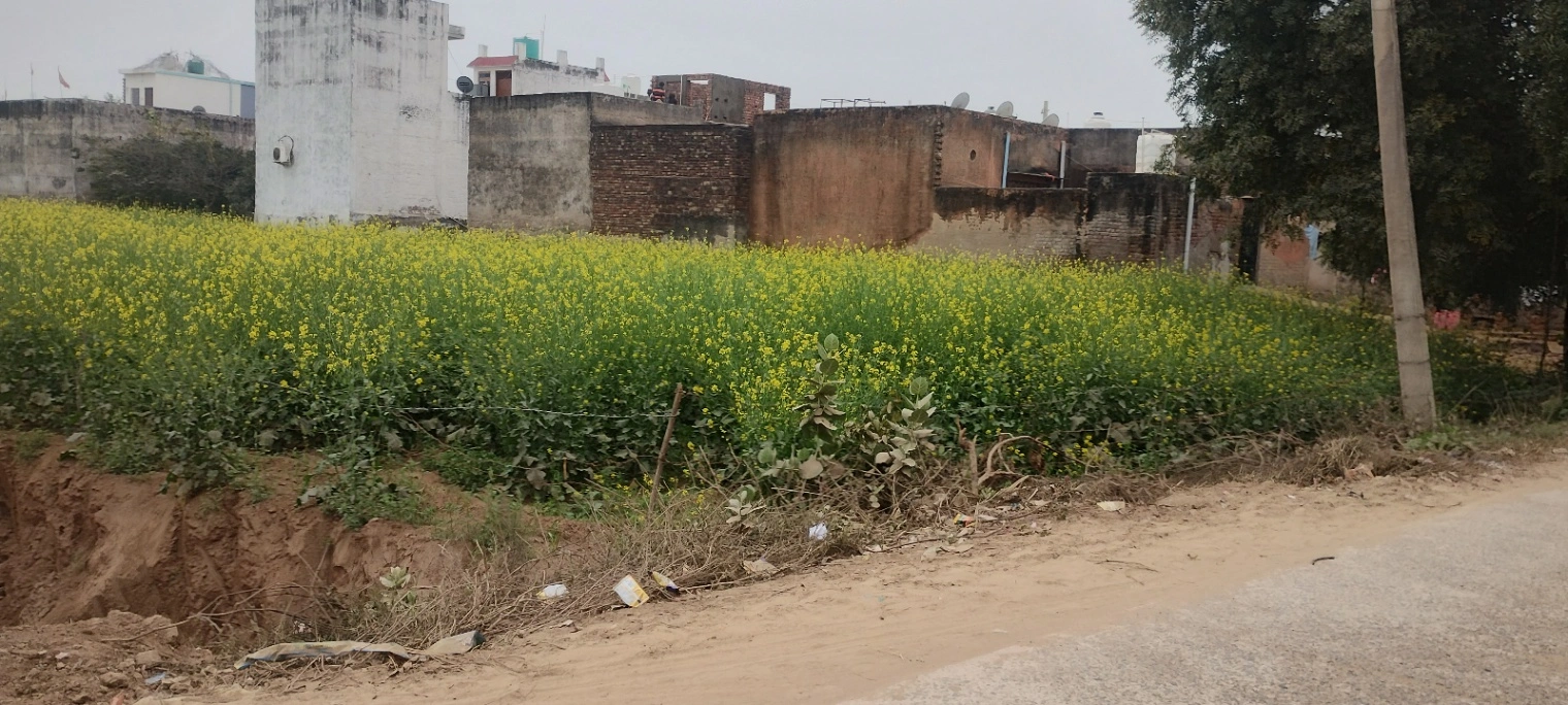 Barodameo, Rajasthan 301021, India