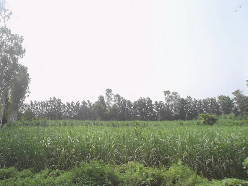 Kalsiya, Uttar Pradesh 247120, India