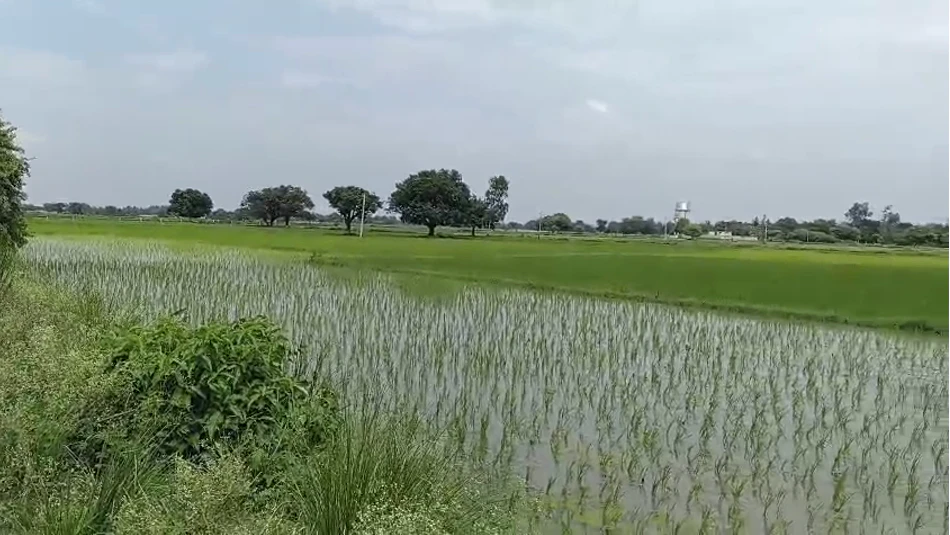 Nakur, Saharanpur, Uttar Pradesh 247342, India