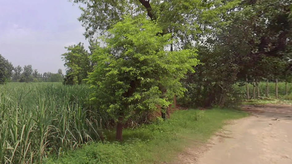 Laksar, Uttarakhand 247663, India