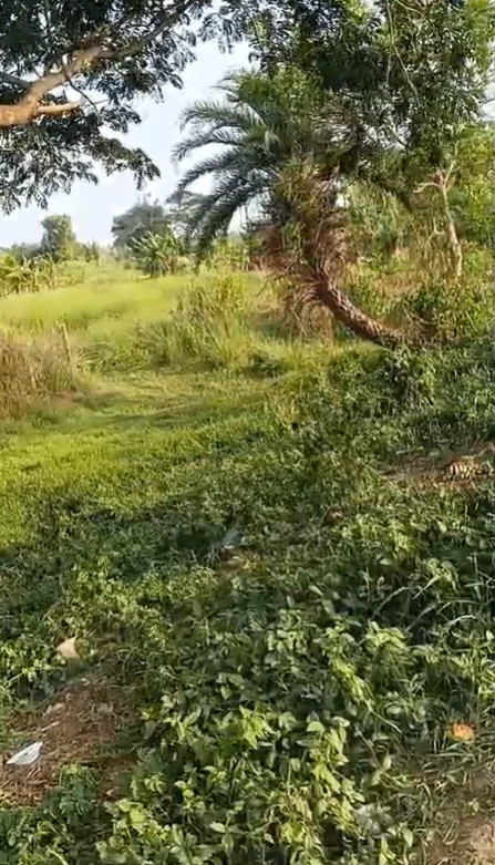 3X2V+G9 Baliapal, Jajpur, Odisha, India