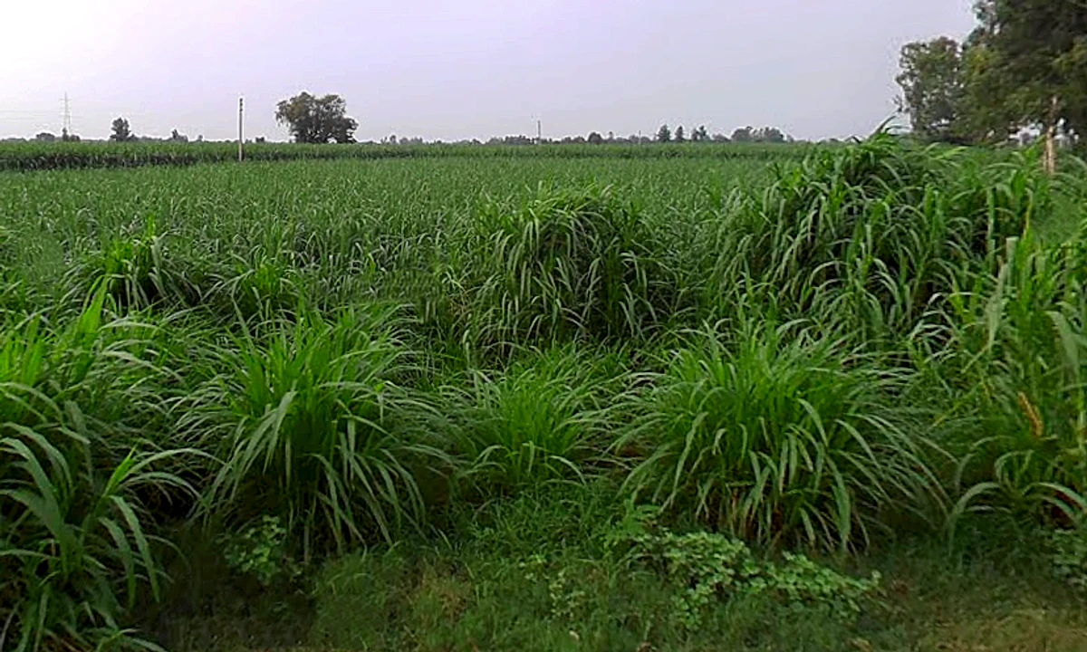 Jansath, Uttar Pradesh 251314, India