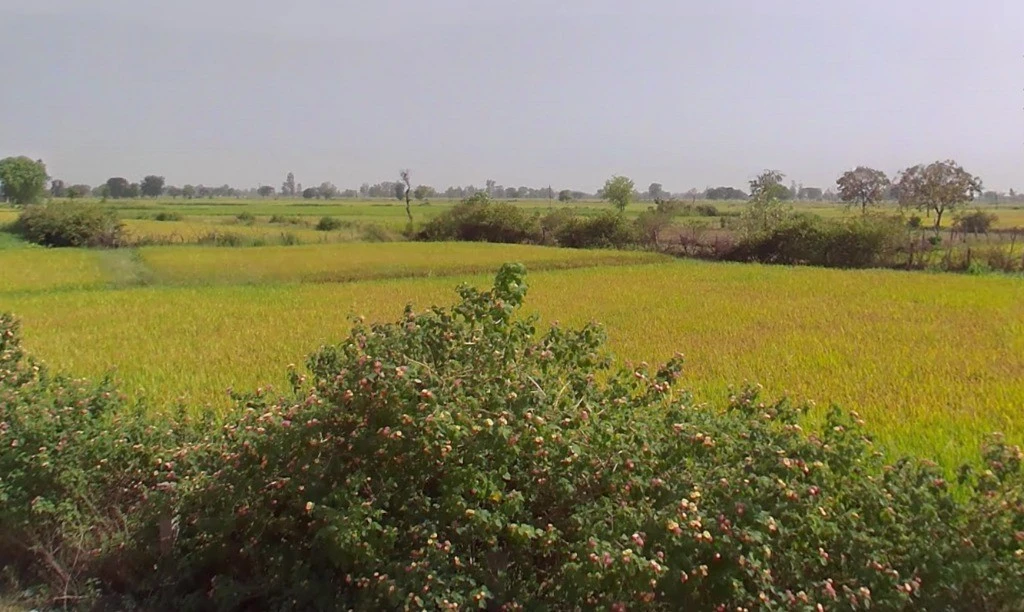 Ward Number 15, Kumhari, Chhattisgarh 490042, India