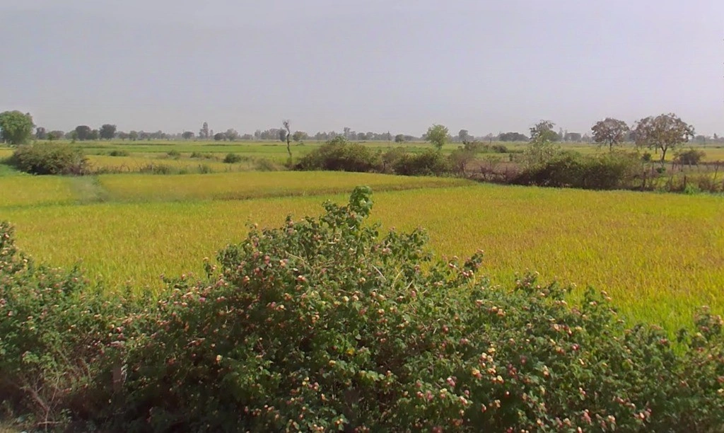 Ward Number 15, Kumhari, Chhattisgarh 490042, India