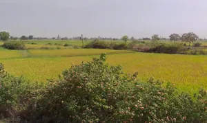 Ward Number 15, Kumhari, Chhattisgarh 490042, India preview 2