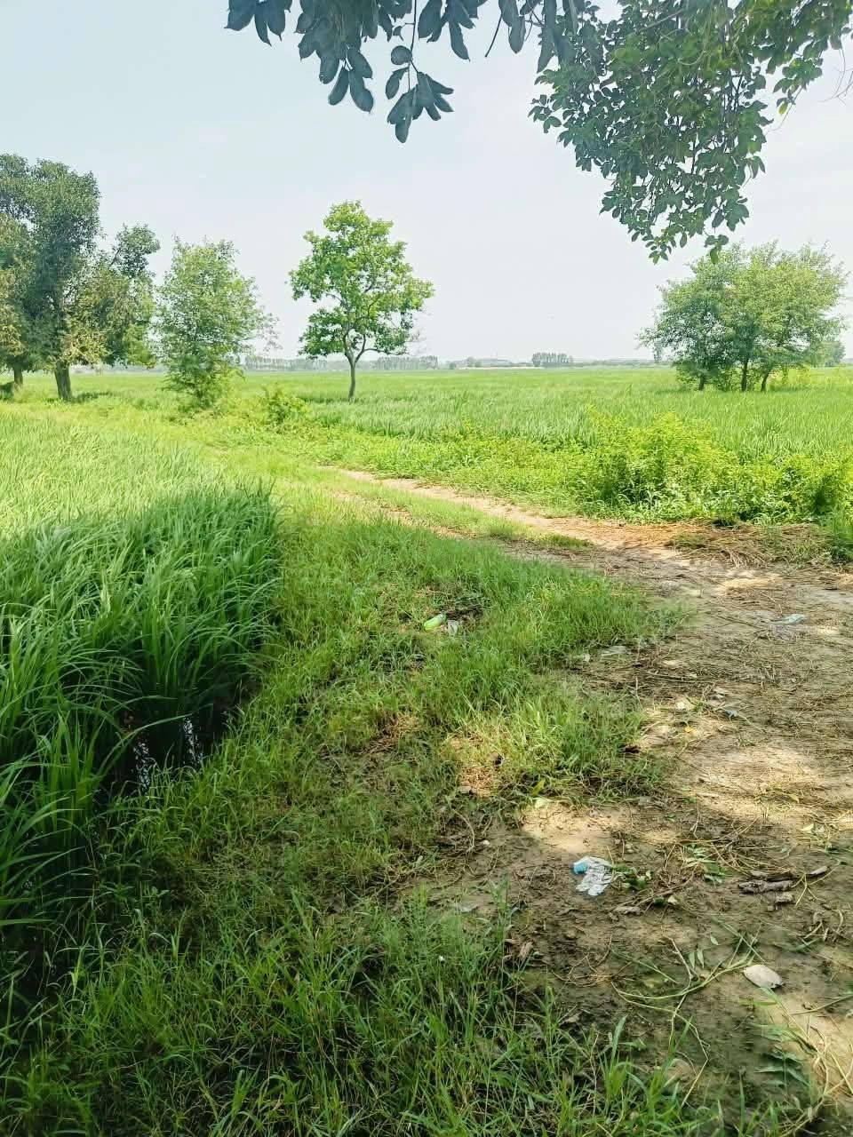 Bhudri, Mathura, Uttar Pradesh 281206, India