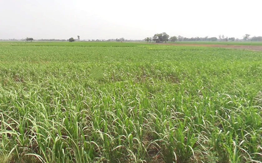 Alam Bhagwantpur, Uttar Pradesh 245205, India