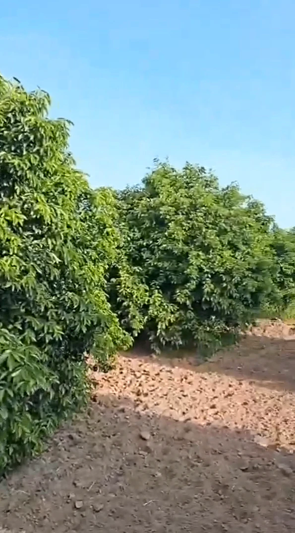 PHX5+FWR, Hanumangarh, Sabuwana Road, Sabuwana, Sabuana Chak 1 SBN, Rajasthan 335063, India