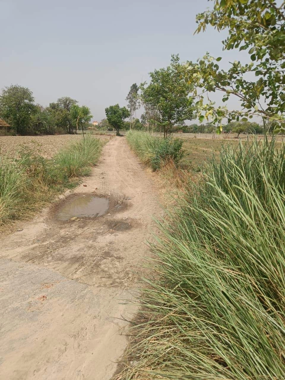 Aou, Rajasthan, India