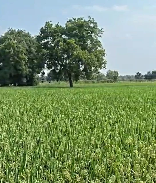 W633+R6 Kowdipally, Medak, Telangana, India