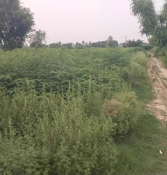 PJ52+XRF, Mathura, Naugaon, Uttar Pradesh 281404, India