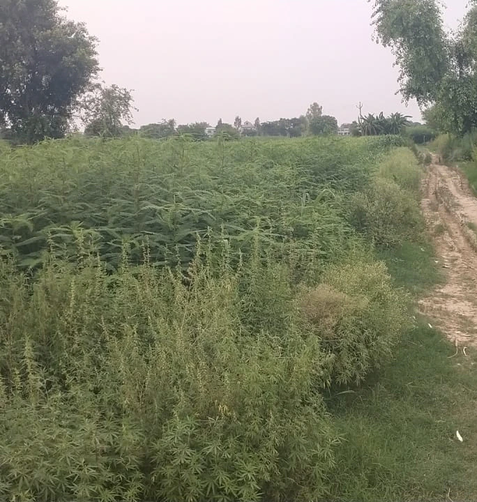 PJ52+XRF, Mathura, Naugaon, Uttar Pradesh 281404, India