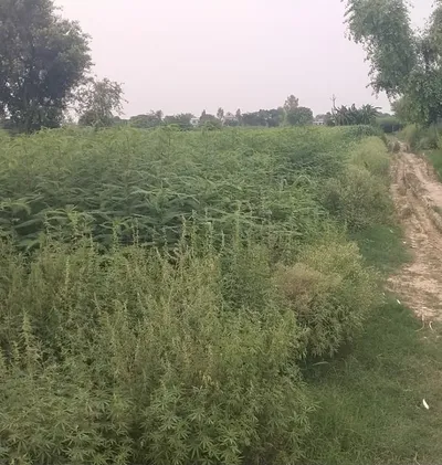 PJ52+XRF, Mathura, Naugaon, Uttar Pradesh 281404, India preview 3