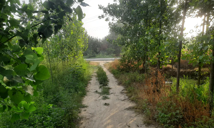 R6RX+93 Salar-Pura, Saharanpur, Uttar Pradesh, India