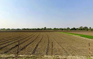 RQJM+F8F, Kharwa Khedi, Madhya Pradesh 453111, India preview 2