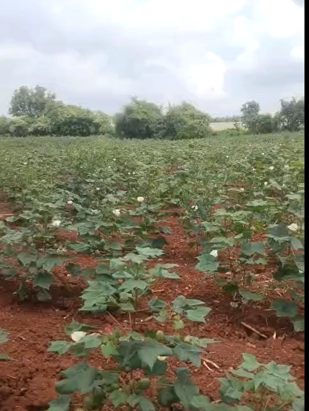J2RJ+3F Alair, Yadadri Bhuvanagiri, Telangana, India