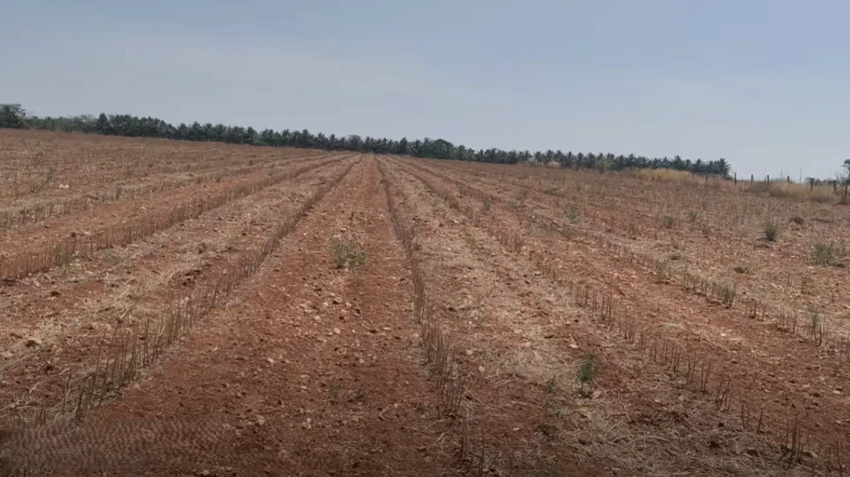 Roddam, Andhra Pradesh 515123, India