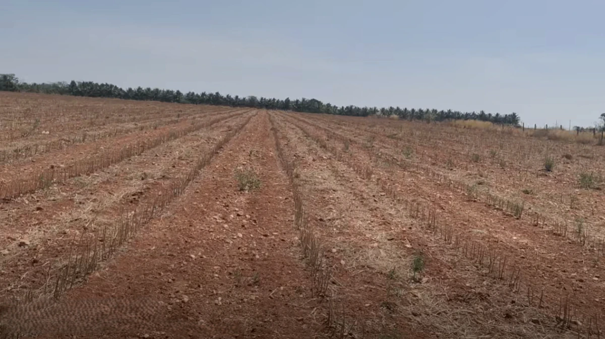 Roddam, Andhra Pradesh 515123, India