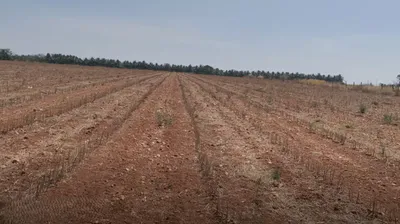 Roddam, Andhra Pradesh 515123, India preview 2