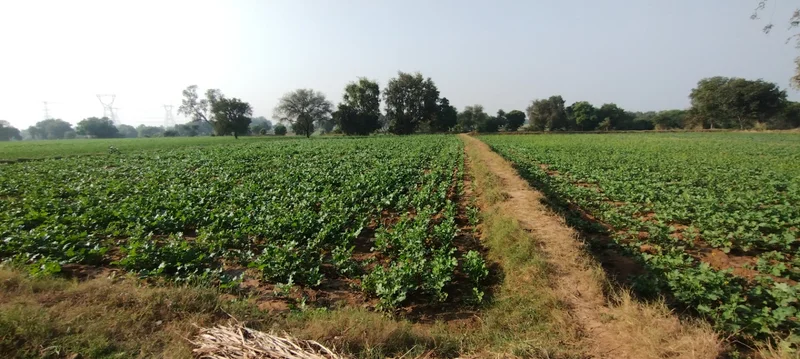 Suthaliya, Madhya Pradesh 465677, India preview 3