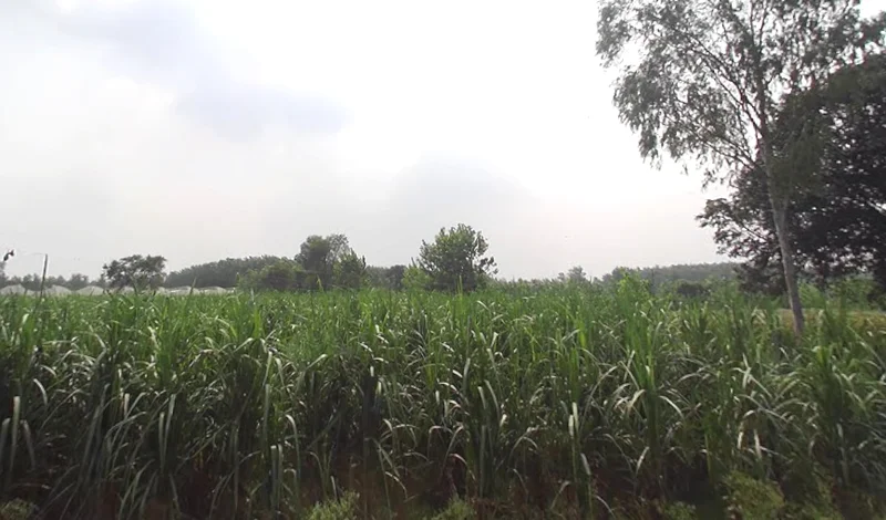 Pilkhani, Uttar Pradesh 247451, India preview 2