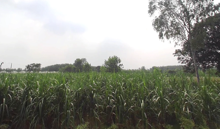 Pilkhani, Uttar Pradesh 247451, India