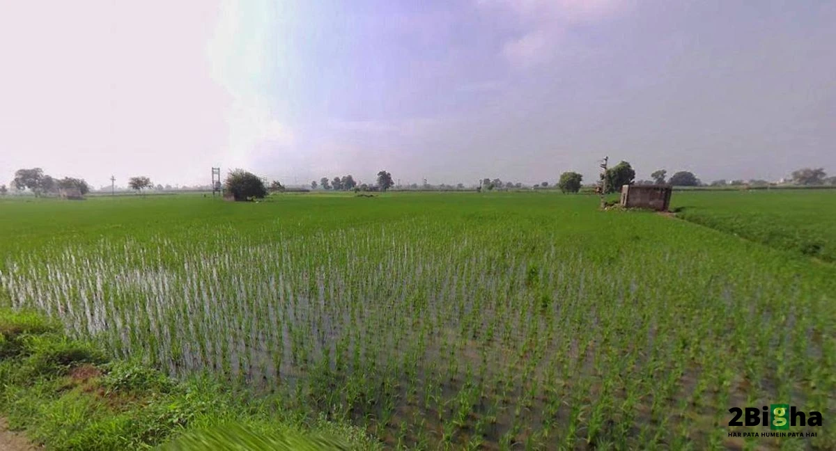 Hansi, Haryana 125033, India