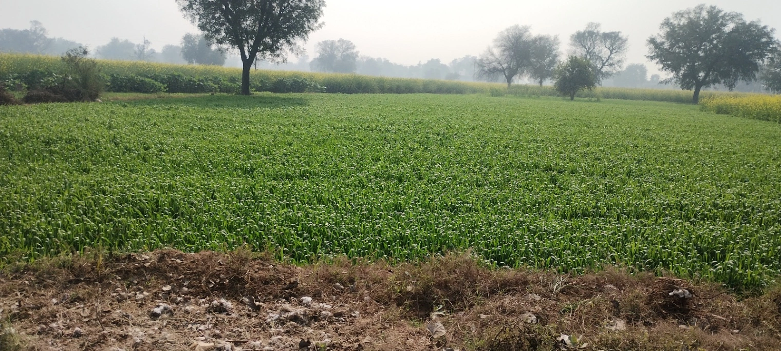 Barodameo, Rajasthan 301021, India