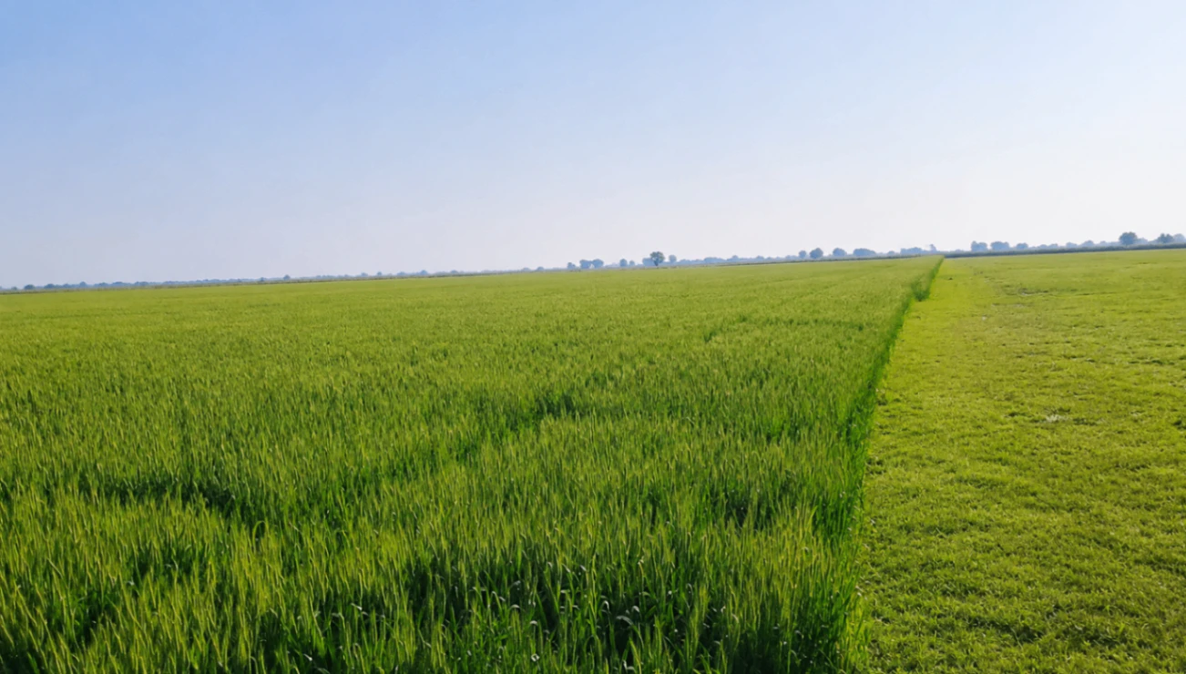 Lakhimpur, Lakhimpur Kheri, Uttar Pradesh 262701, India