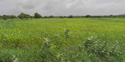 Udaipur, Rajasthan, India preview 3